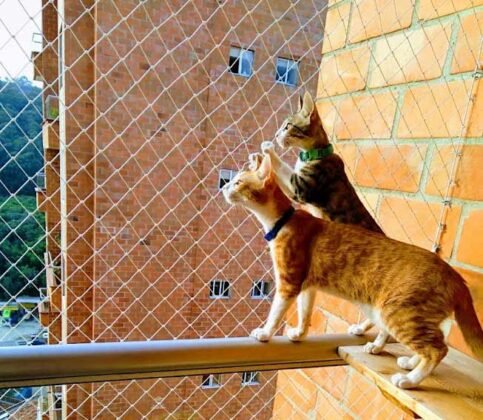 Malla de seguridad para gatos