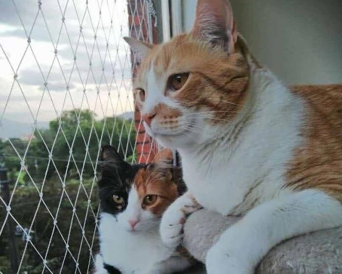 malla-monofilamento-gatos