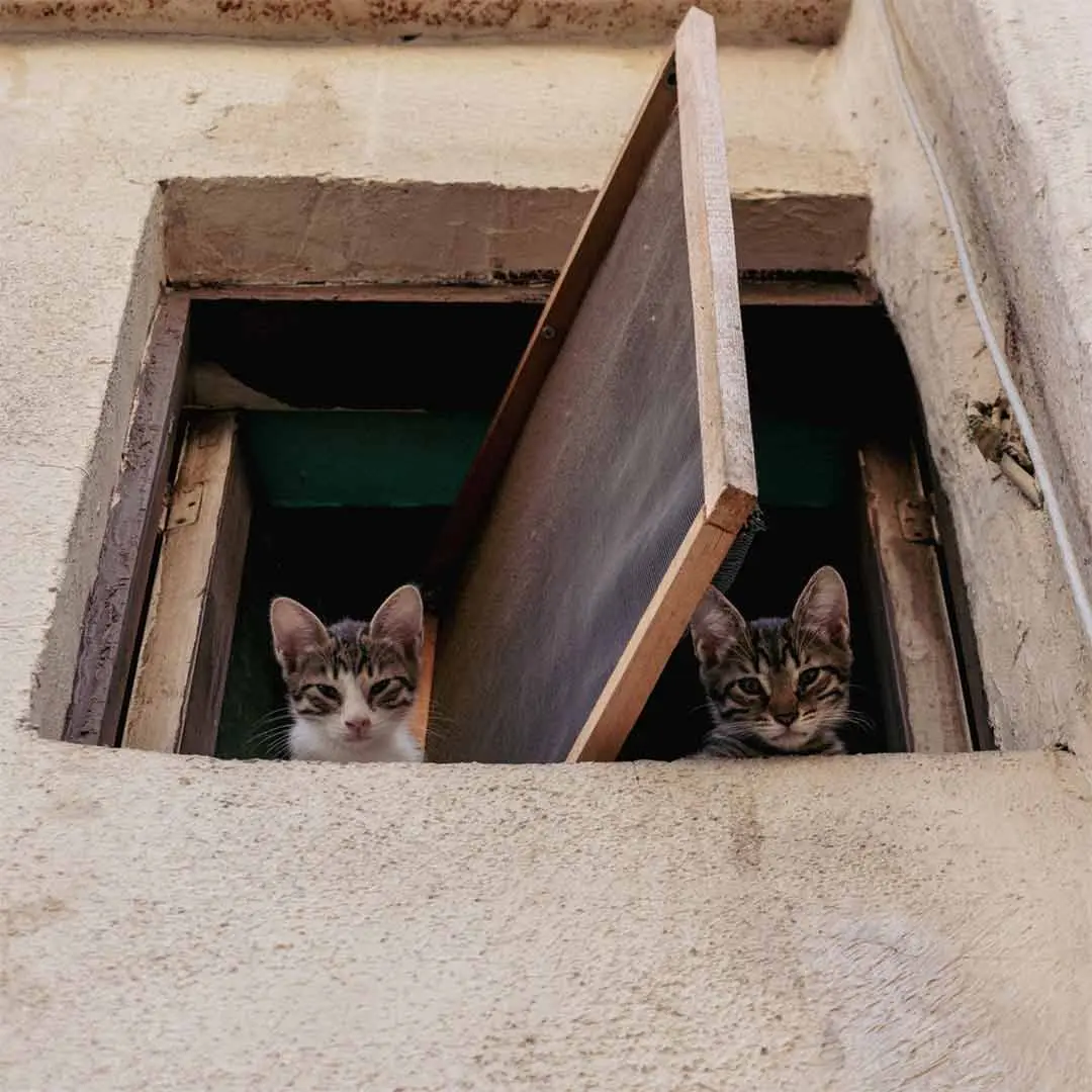 La Fascinación de los Gatos por las Alturas: Un Vistazo a su Instinto Explorador 1