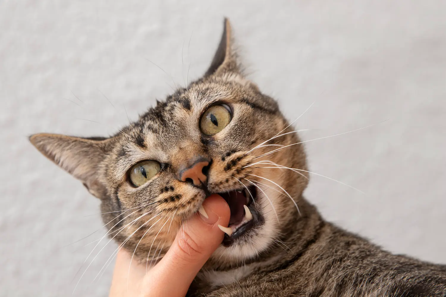Entendiendo el Comportamiento de tu Gato: Señales y Cómo Interpretarlas 1