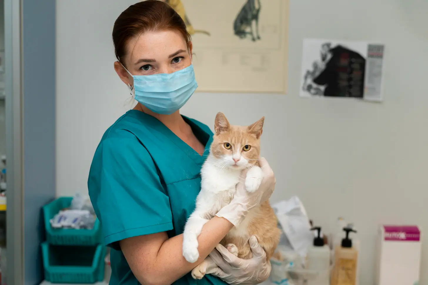 gato-en-veterinario