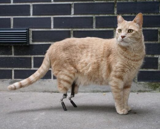cat-with-prosthetic-legs